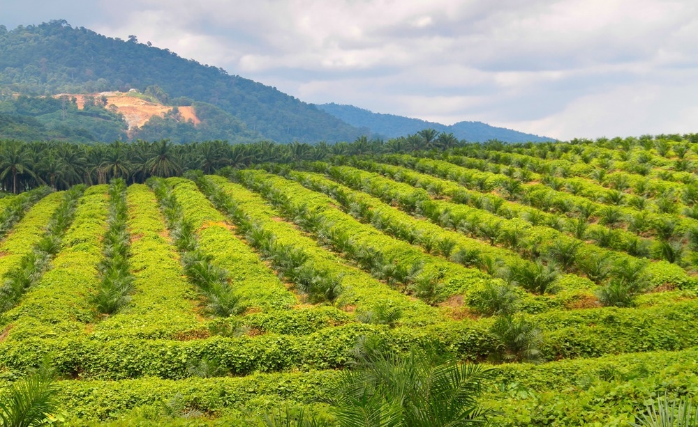 palm oil, sustainabile, palm oil plantation
