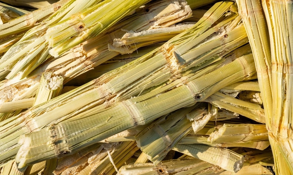 sugarcane waste