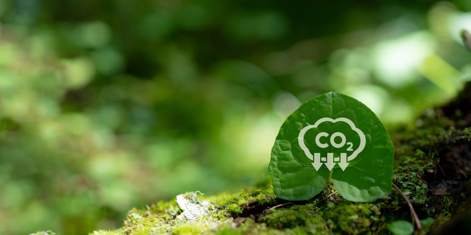 an illustartion of carbon capture