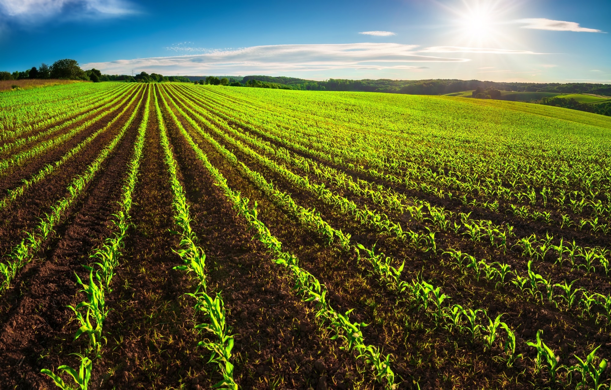 soil carbon credits, agricultural field with sun shining