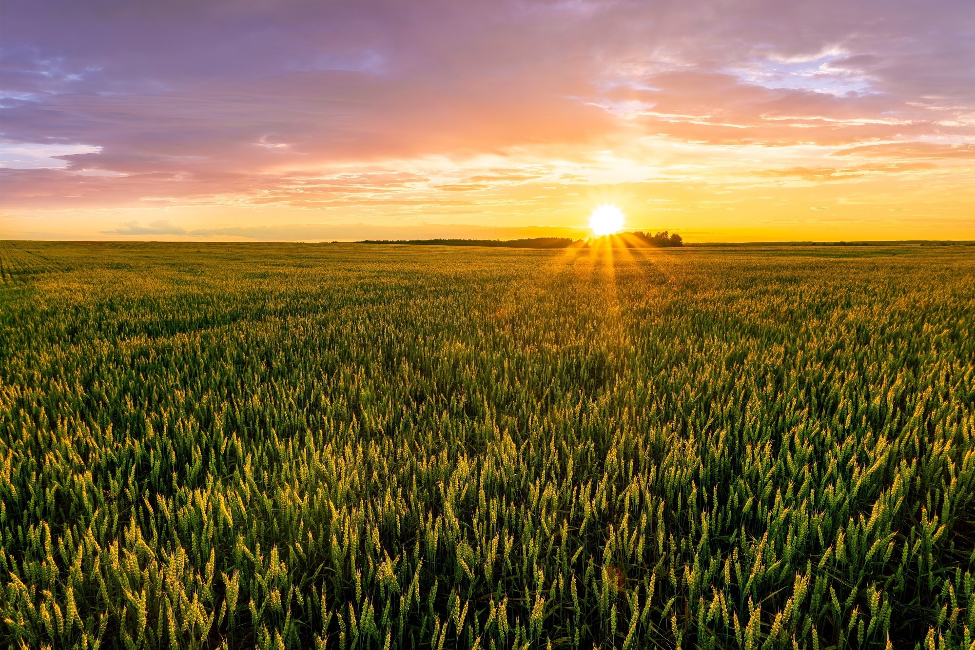 crops in a large field with sunset