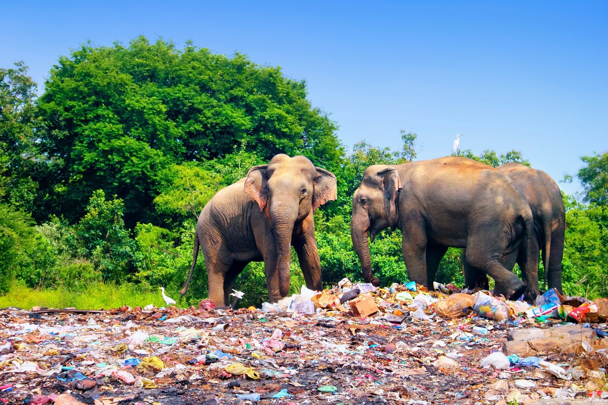 animals stood next to plastic waste