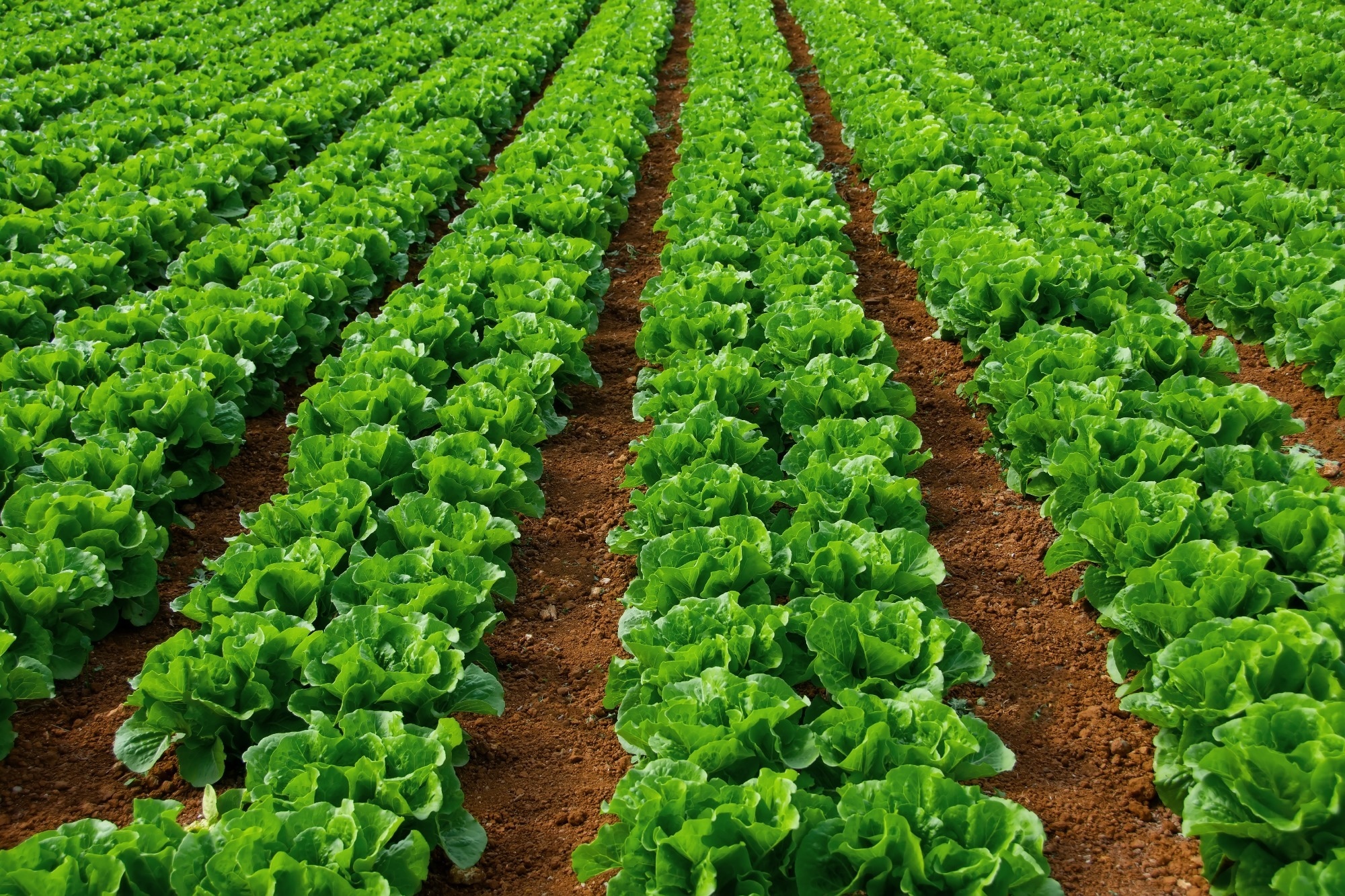 hydrogels in agriculture