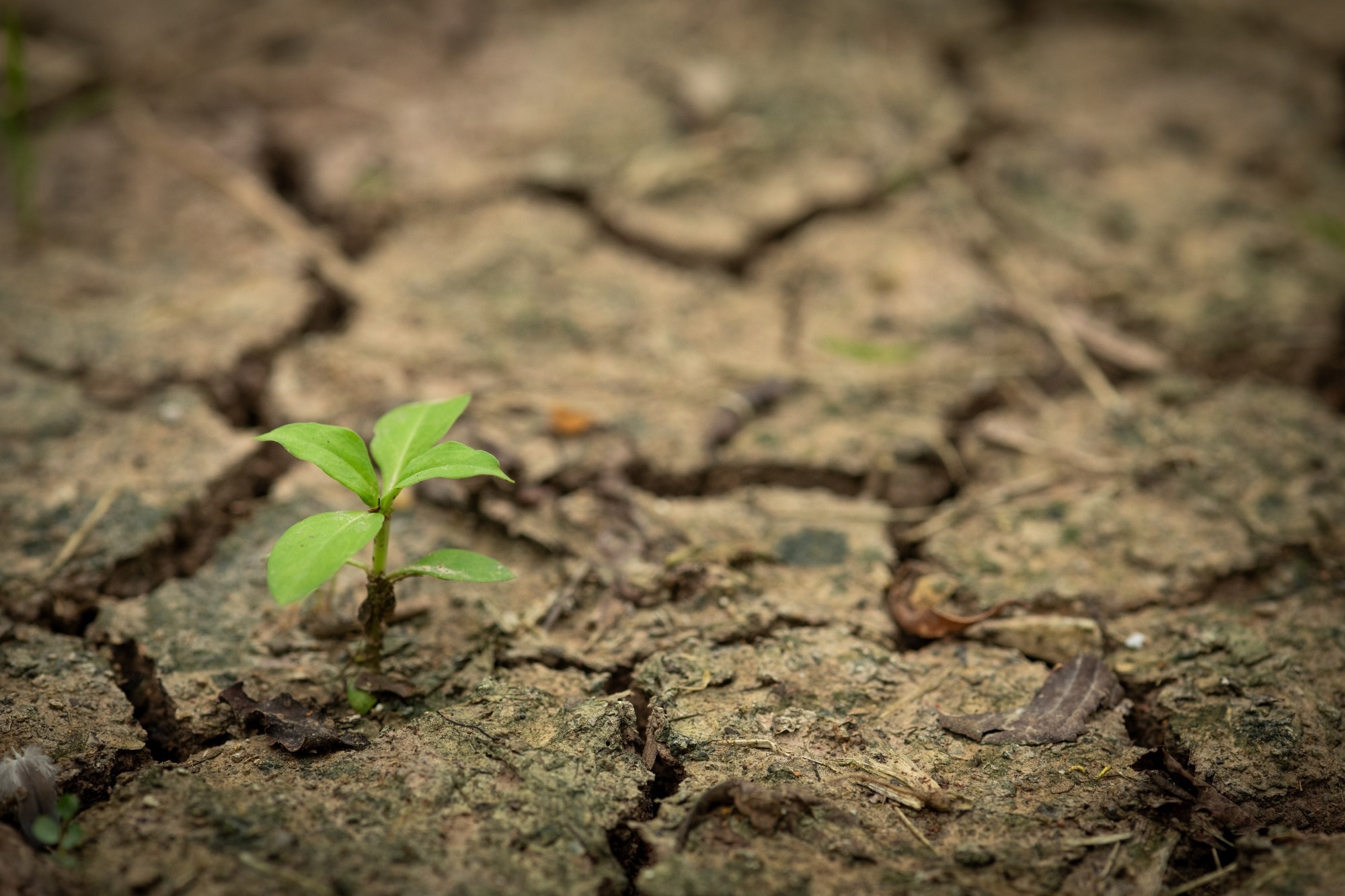 plant growing out of dry ground