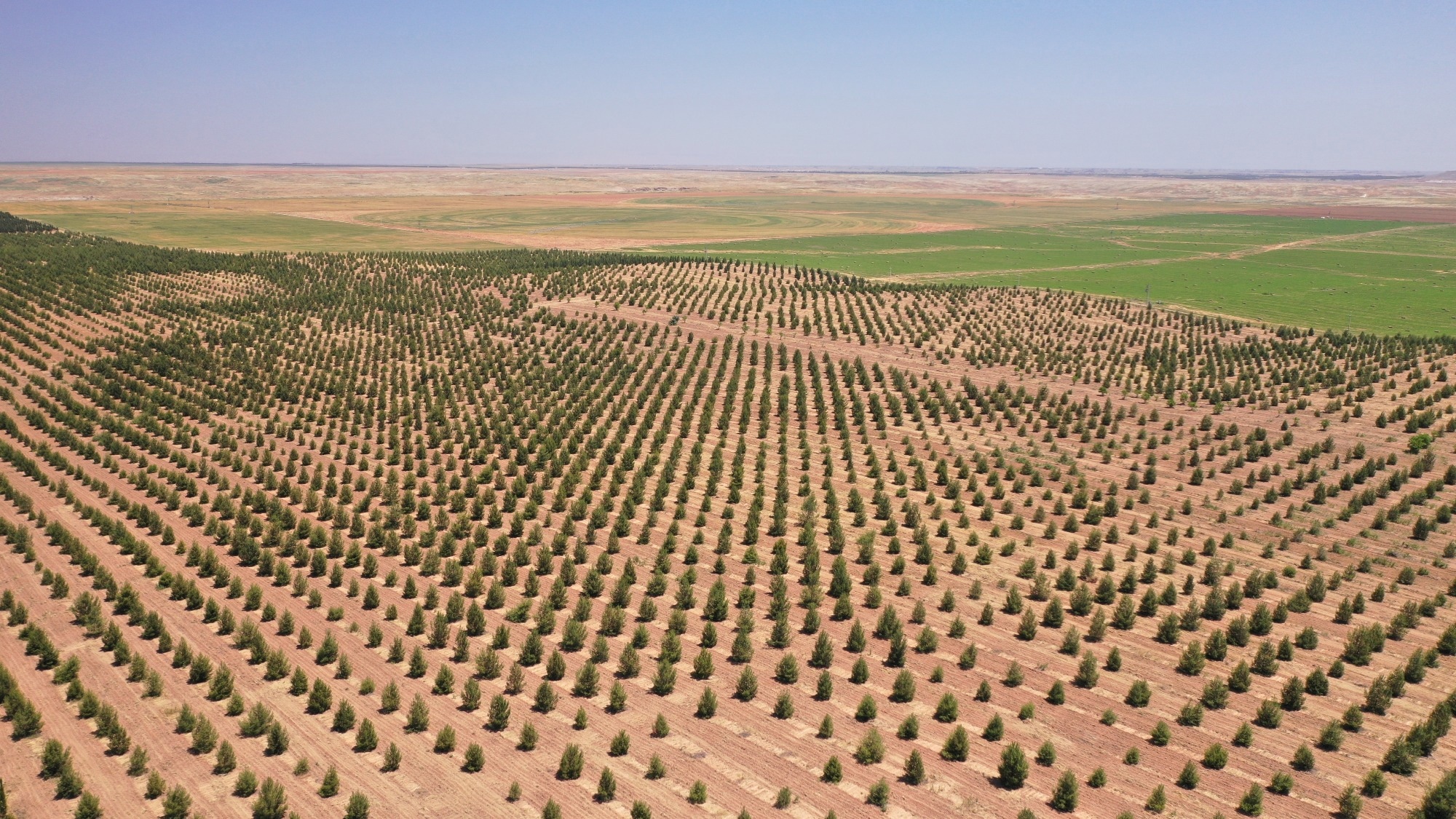 reforestation from above