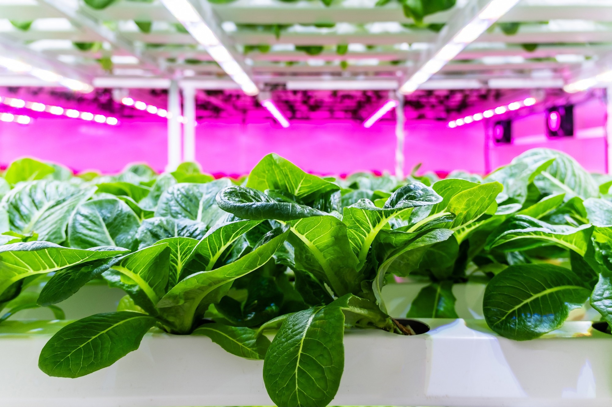 lettuce growing in vertical farm