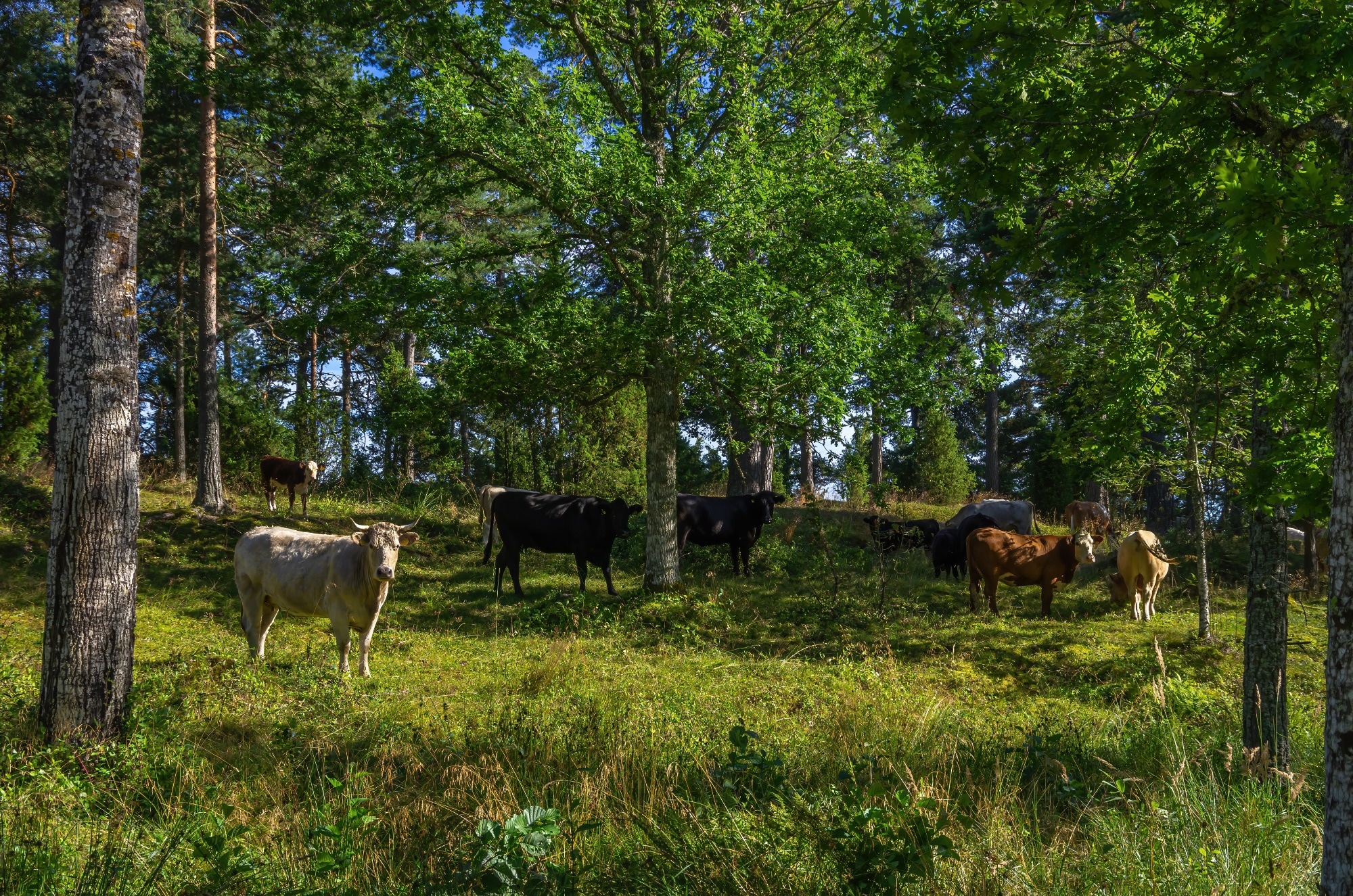 silvopasture agroforestry system, cows amongst trees