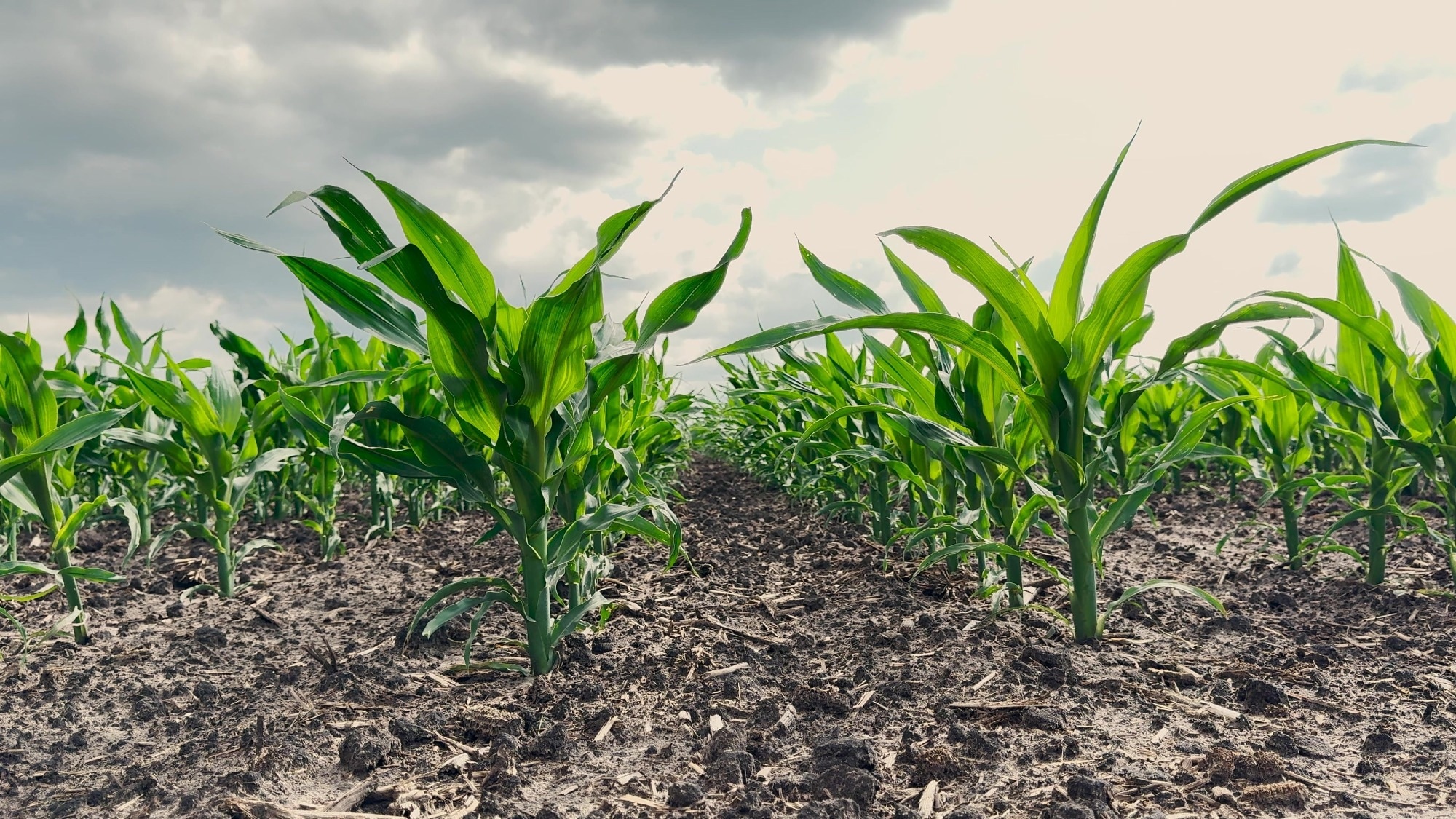 leafy green food crops
