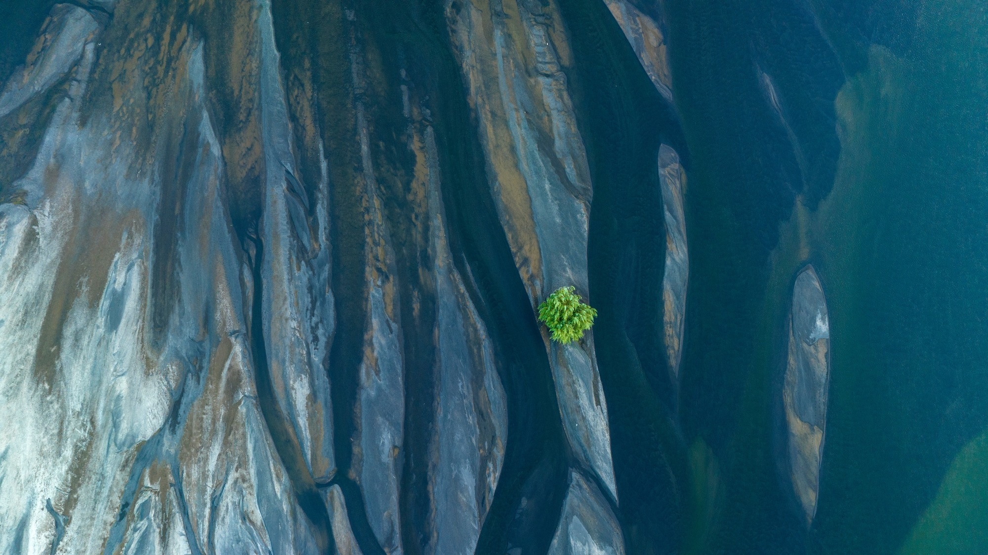 river and tree from above