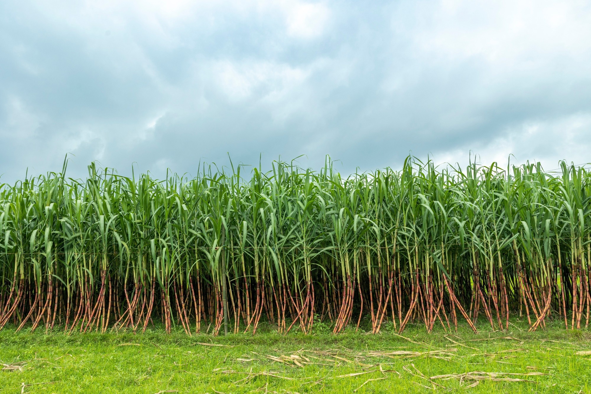 sugarcane oil recovery