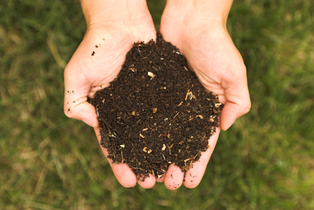 Common compost, ready to use.