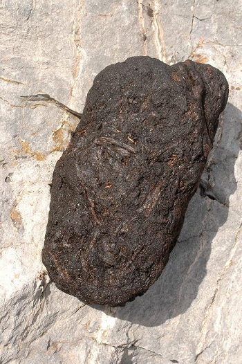 Natural, concentrated peat, the precursor of coal.