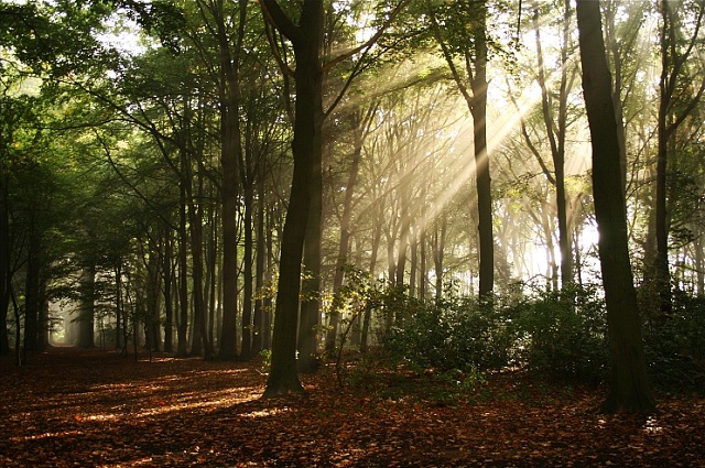 Many people are now choosing a natural burial in a serene piece of countryside or forest, where the grave is more likely to be marked with a tree than a headstone.