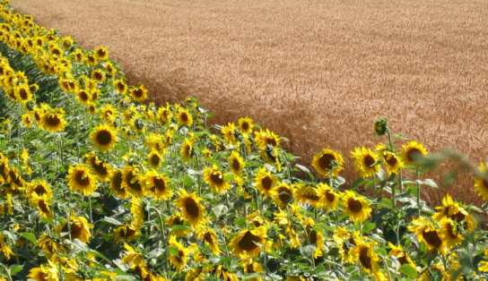 'Managing your Nutrients