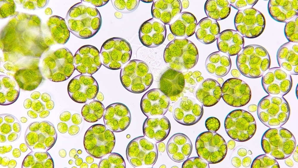 microalgae under microscope
