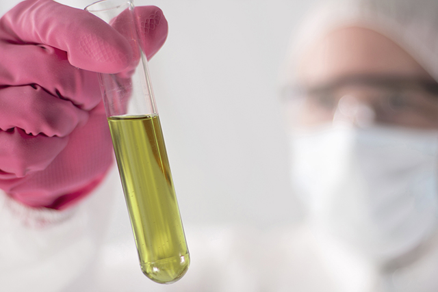 Algae could be used as a source of fuel.