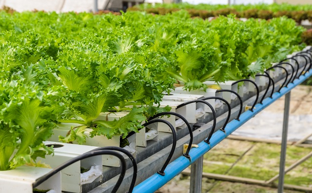 An Introduction to Hydroponic Technology