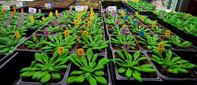 Lawrence Berkeley National Laboratory - A family of six nucleotide sugar transporters never before described have been characterized in Arabidopsis, a model plant for research in advanced biofuels