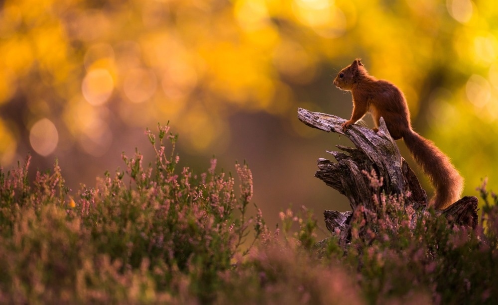 red squirrel in autumn