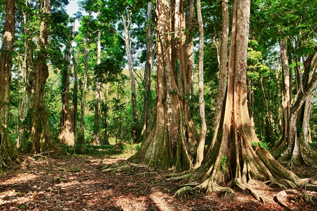 Costa Rica boasts a whopping 51% of its land covered by forestland.