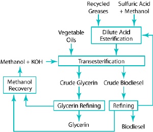 Schematic of biodiesel production path.