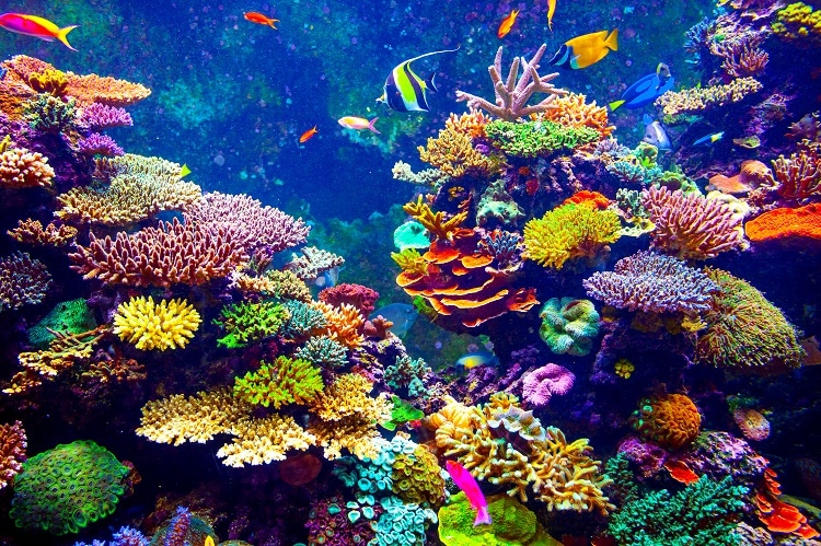 Coral Reef Bleaching & Rising Sea Temperatures