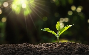 Reforesting Earth's Two Billion Hectares of Degraded Land