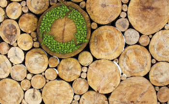 How Wood is Creating an Energy Revolution