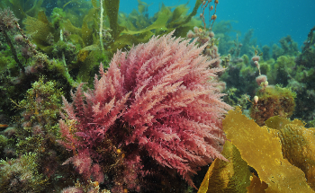 Symbrosia's Seaweed Feed Supplement for Methane Reduction