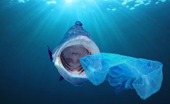  Investigating the Impact of Ocean Microbial Life Attracted by Plastic Waste
