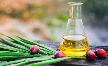 C16 Biosciences’s Sustainable Alternatives to Palm Oil