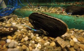 How Mussels can be Monitored to Indicate Aquatic Toxins