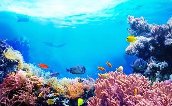 Are Restoration Projects Enough to Save our Coral Reefs?
