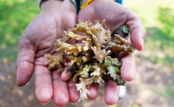 Coral Vita’s Mission to Restore Reefs