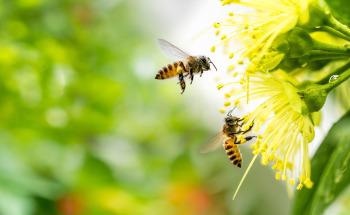 World Bee Day: Latest Research on How Pesticides Affect Honey Bees
