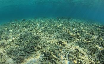 How Ocean Warming and Acidification are Impacting Coral Reef Growth