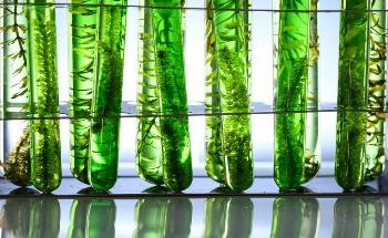 Cultivating Diatom Algae to Make Way for Next-Generation Solar Panels
