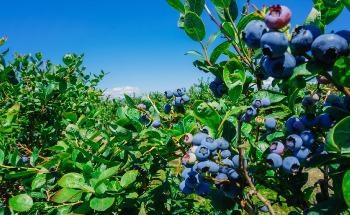 Sustainably Managing Water Resources with Spectroscopy