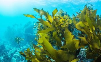 Cutting Down on Carbon with the Help of Sea Kelp