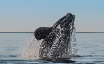 How Can We Overcome Anthropogenic Climate Change Effects on Marine Species and Ecology?