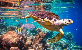 The Decade on Ecosystem Restoration: What Will Coral Reefs Look Like in 2030?