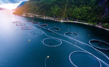 How Industrial Fishing Has Altered the Natural Balance of the Ocean
