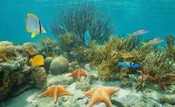 How Do We Produce Future Green Technology Without Damaging Seabeds?