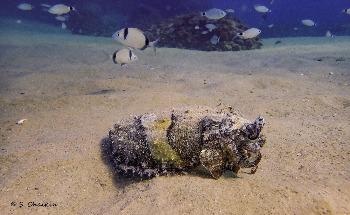 How Increasing Sea Temperatures Affect Marine Species Migration
