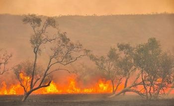 Widespread Fire Hazard Mitigation Using Wood Products