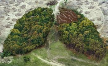 Holistic Approaches to Restoring Degraded Forests