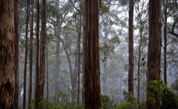 Reconnecting Ecosystems in Australia to Restore Biodiversity