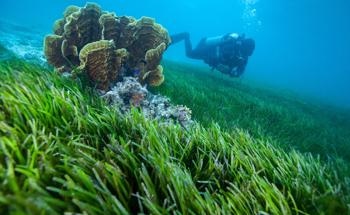 Why is it Important to Restore Seagrass Beds?