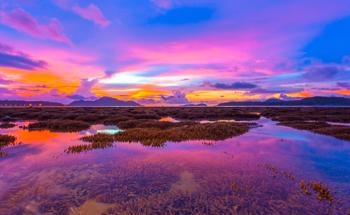 Are Coral Reef Restoration Projects Working?