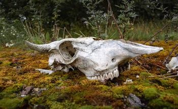 Are We Heading Towards a Sixth Mass Extinction?
